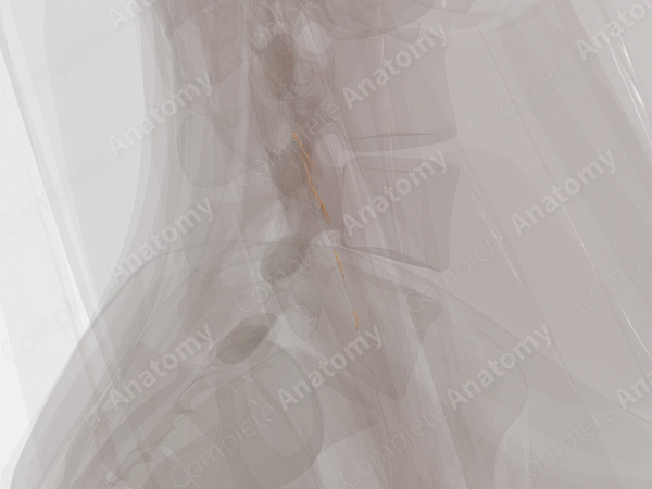 Muscular Branches of Ulnar Nerve (Forearm; Left)