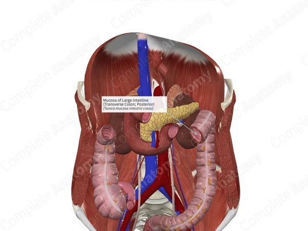 Mucosa of Large Intestine (Transverse Colon; Posterior)