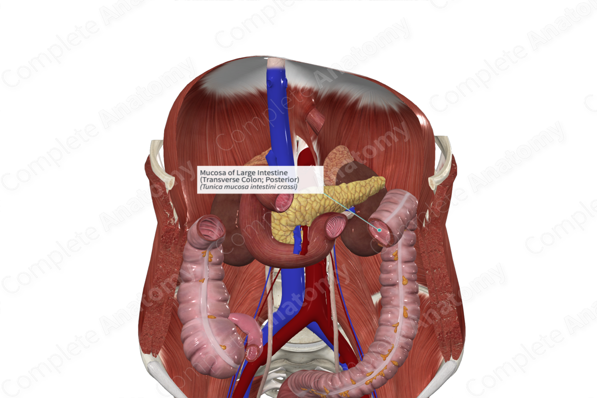 Mucosa of Large Intestine (Transverse Colon; Posterior)
