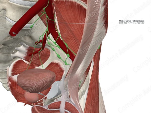 Medial Common Iliac Nodes