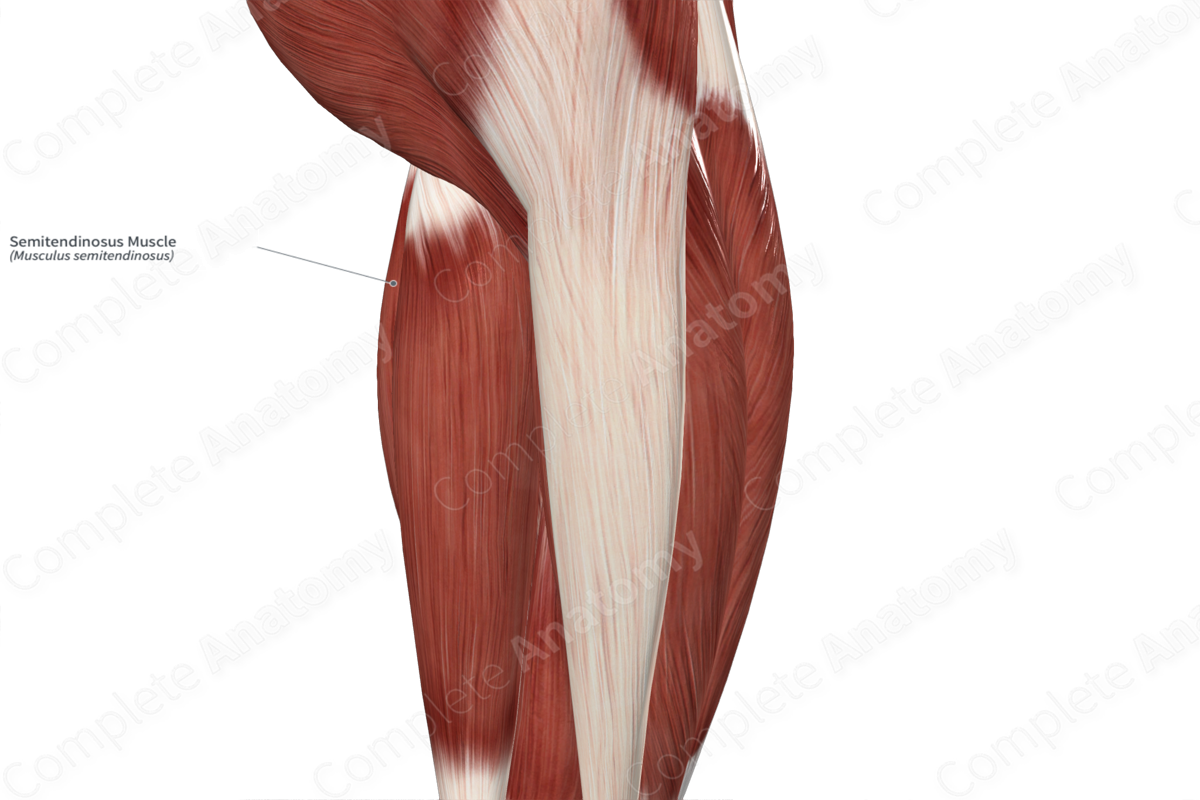 Semitendinosus Muscle 