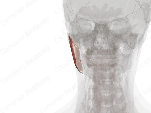 Masseter (Left)