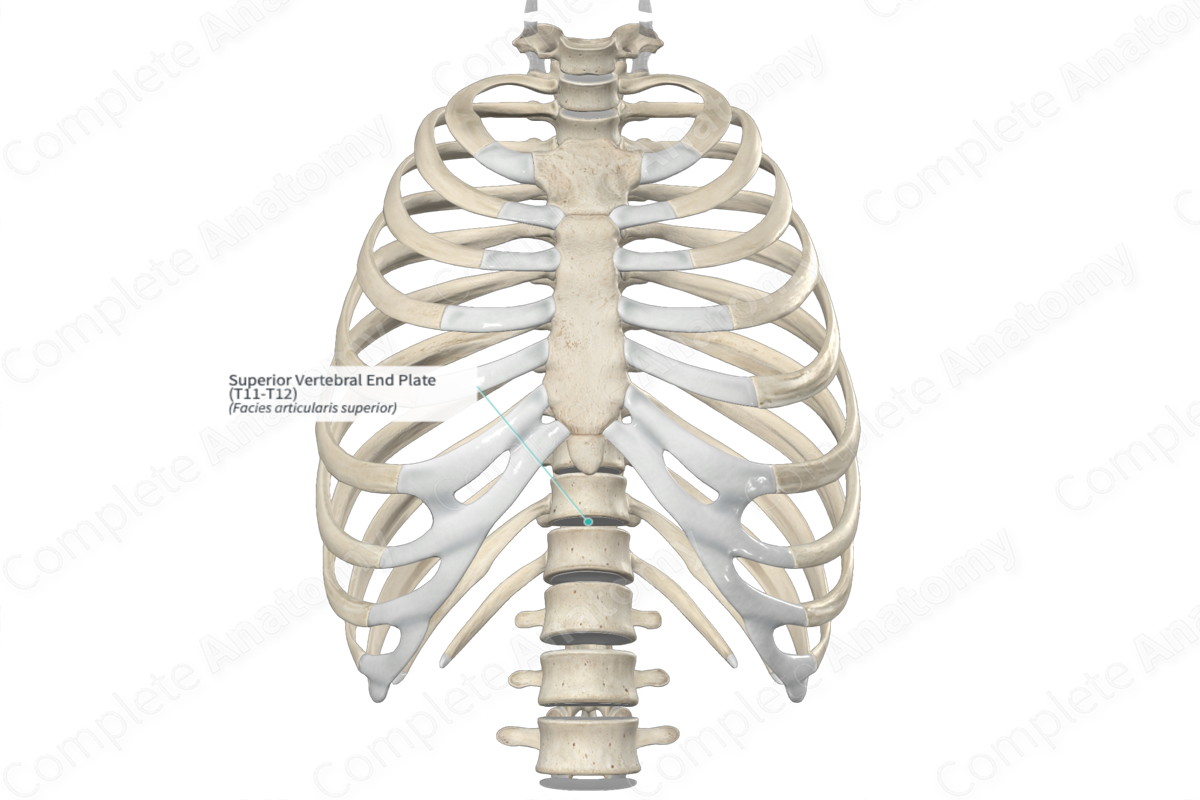 Superior Vertebral End Plate (T11-T12) | Complete Anatomy