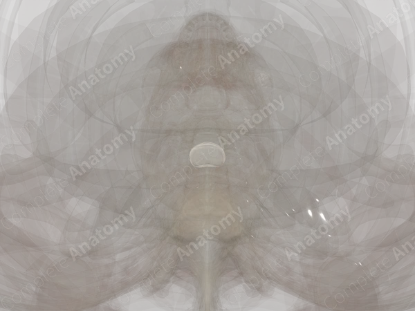 Intervertebral Symphysis (C7-T1)