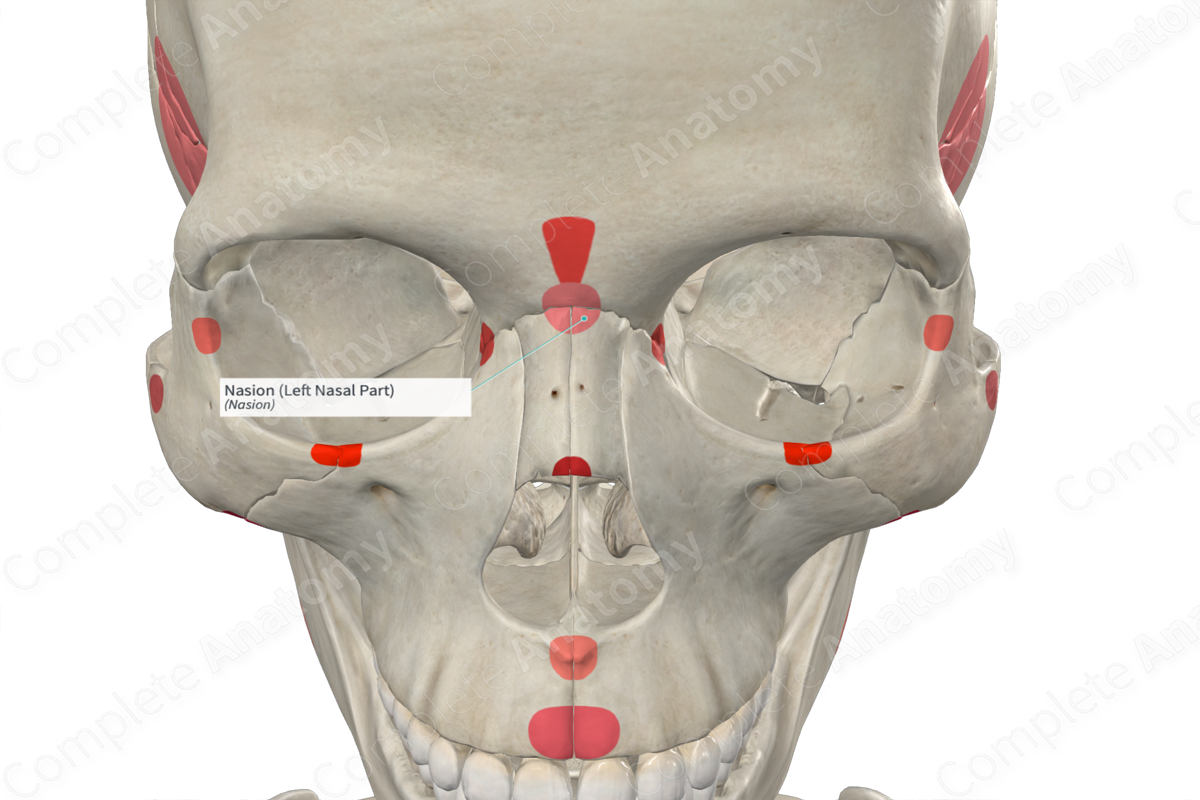 Nasion (Left Nasal Part)