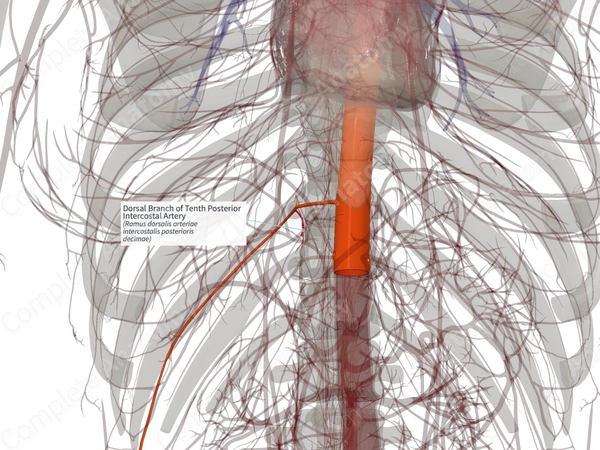 Dorsal Branch of Tenth Posterior Intercostal Artery (Left)