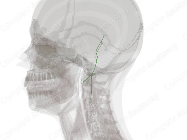 Mastoid Lymph Vessels