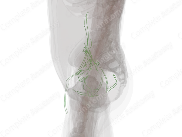 Pelvic Lymph Vessels
