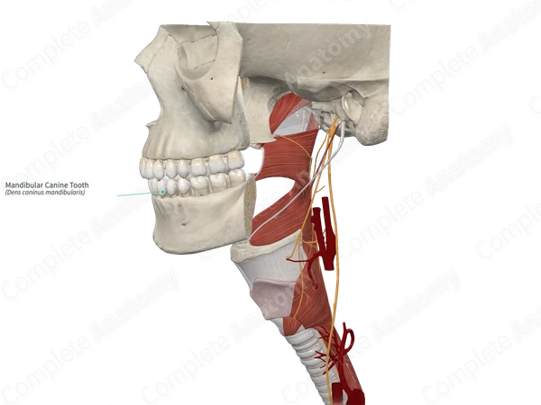 Mandibular Canine Tooth 