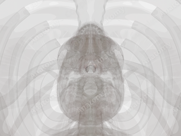 Intrinsic Ligaments and Membranes of Larynx