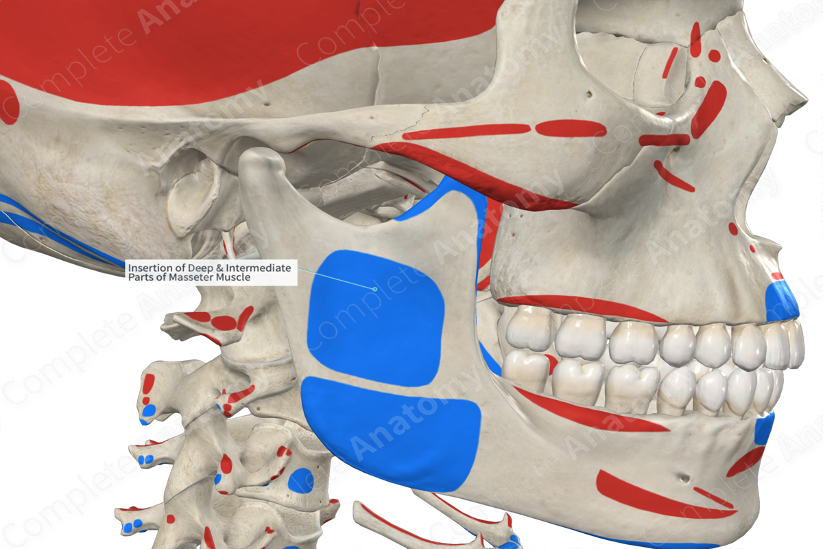 Insertion of Deep & Intermediate Parts of Masseter Muscle