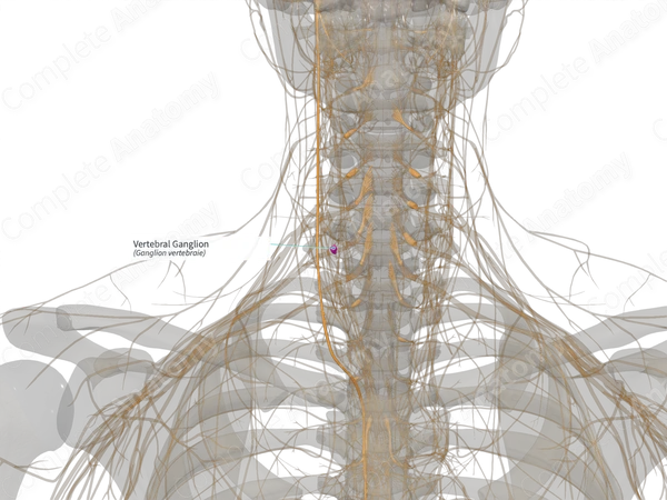Vertebral Ganglion (Right)