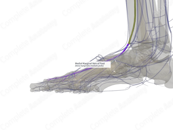 Medial Marginal Vein of Foot (Left)