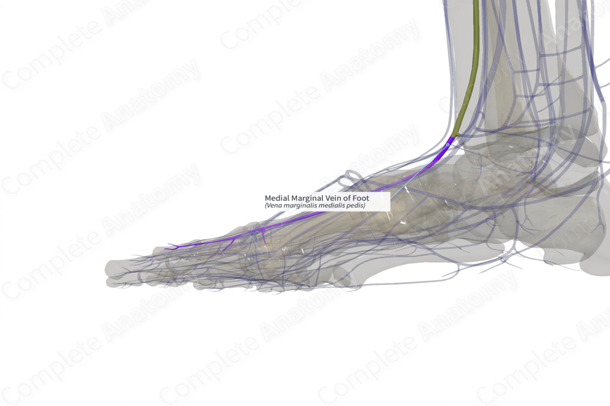 Medial Marginal Vein of Foot (Left)