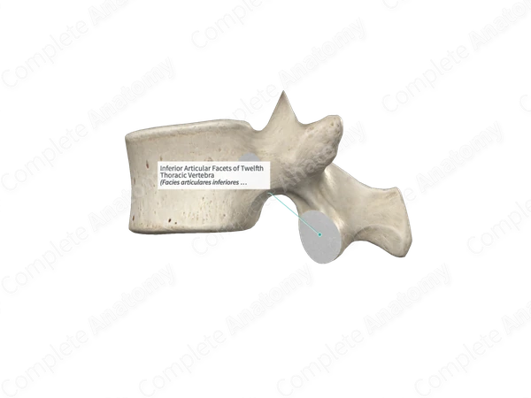Inferior Articular Facets of Twelfth Thoracic Vertebra