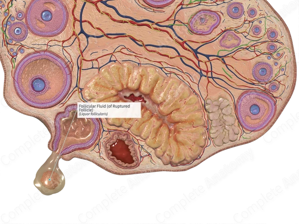 Follicular Fluid (of Ruptured Follicle) | Complete Anatomy