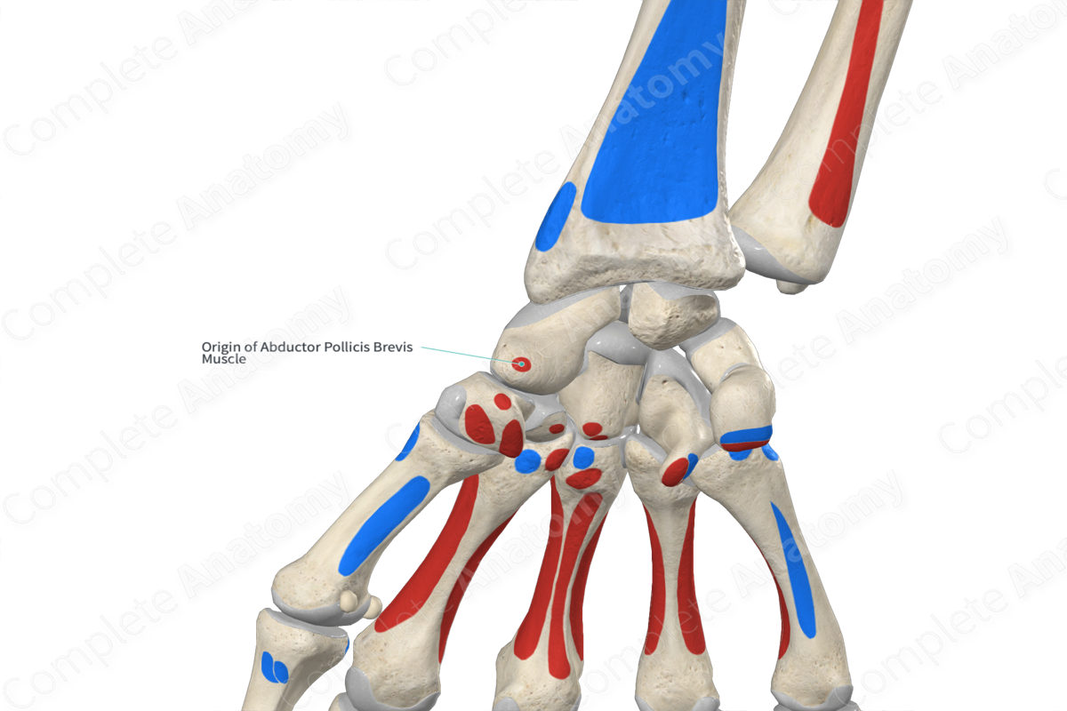 Origin Of Abductor Pollicis Brevis Muscle Complete Anatomy