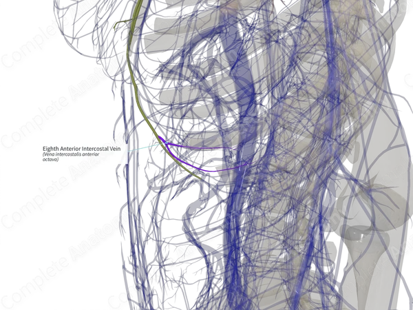 Eighth Anterior Intercostal Vein (Left)
