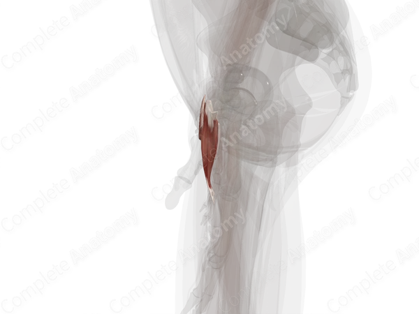 Hypothenar Muscles (Left)