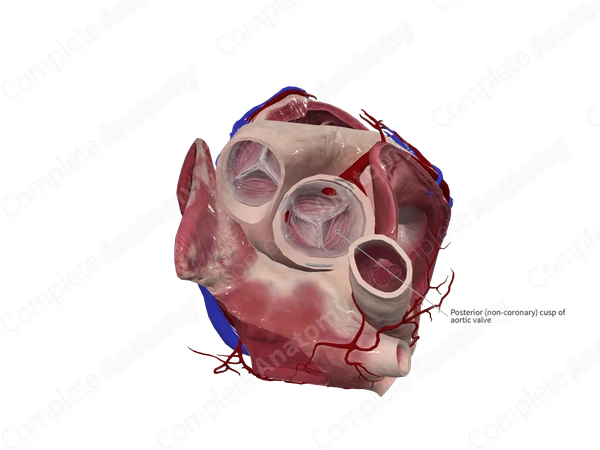 Noncoronary Leaflet