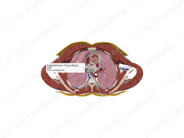 Subcutaneous Tissue (Back; Left)
