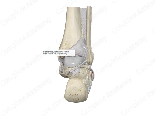 Inferior Fibular Retinaculum
