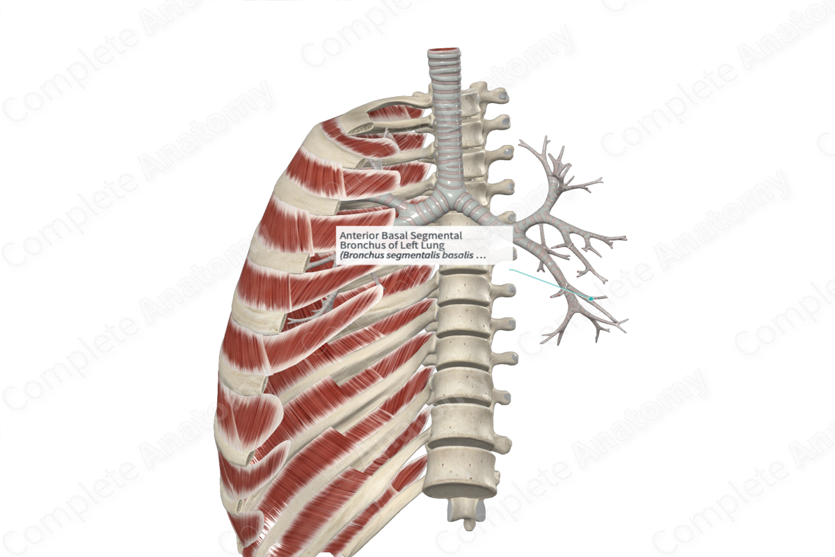 Anterior Basal Segmental Bronchus of Left Lung