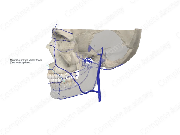 Mandibular First Molar Tooth 