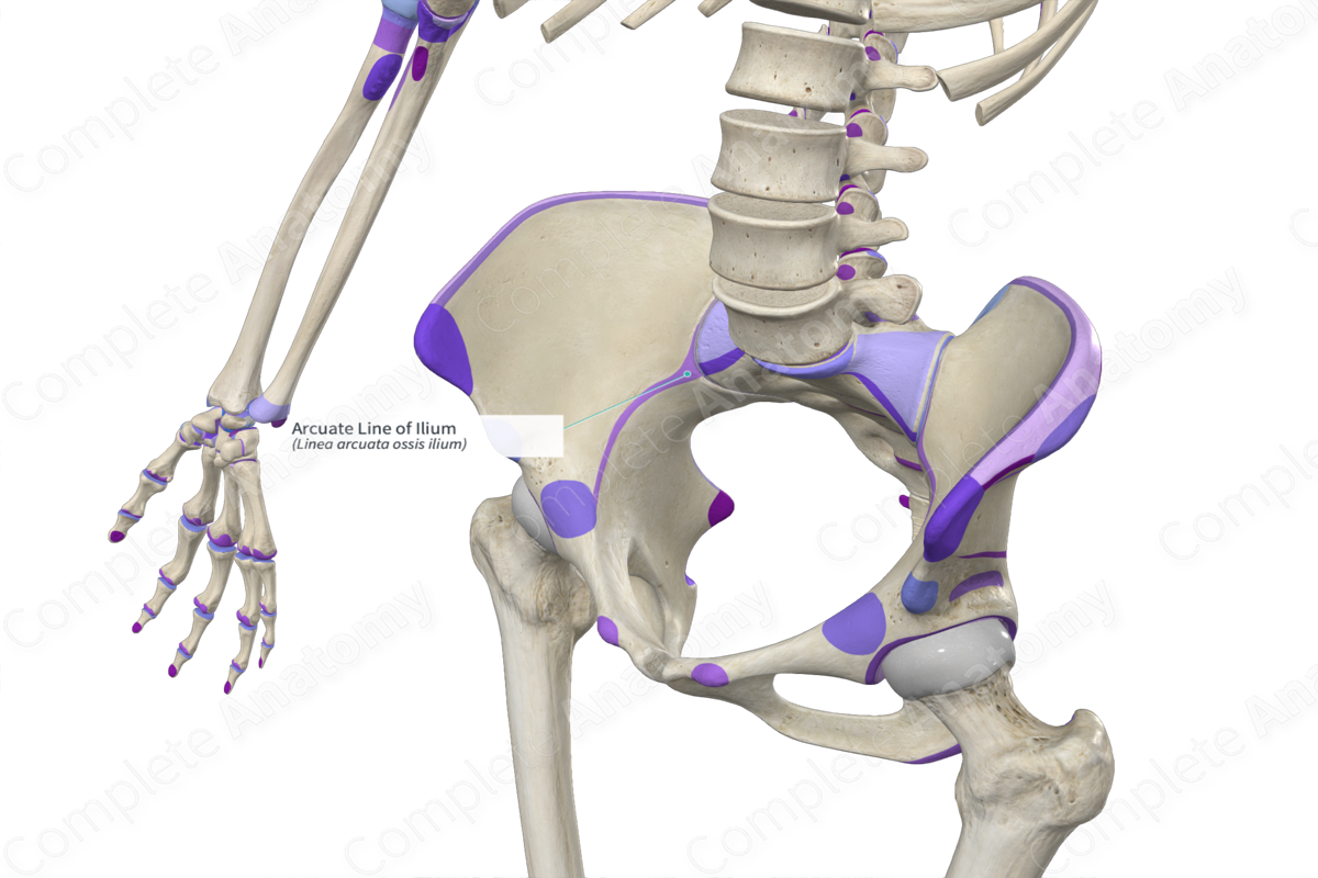 Arcuate Line of Ilium | Complete Anatomy