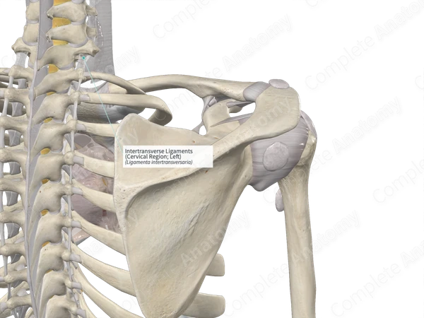 Intertransverse Ligaments (Cervical Region; Left)