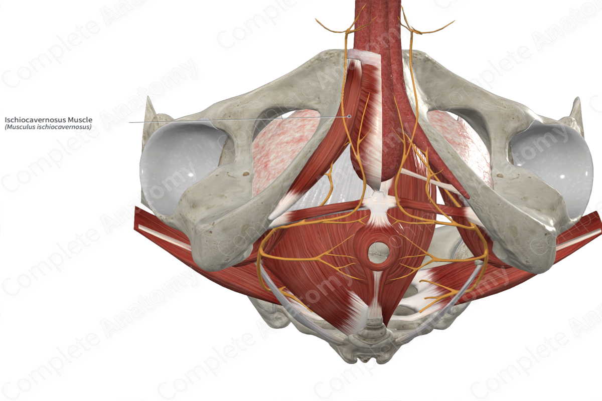 Ischiocavernosus Muscle 