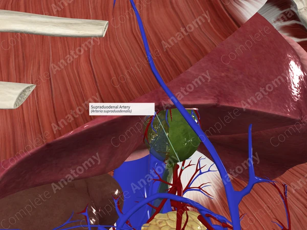Supraduodenal Artery