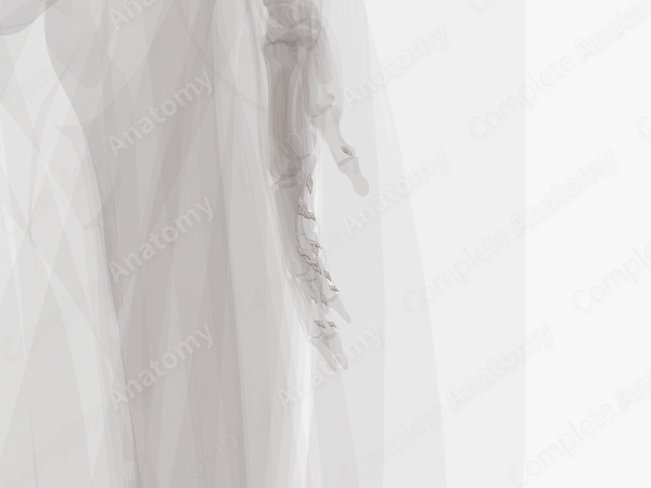 Vincula Tendinum of Hand (Left)