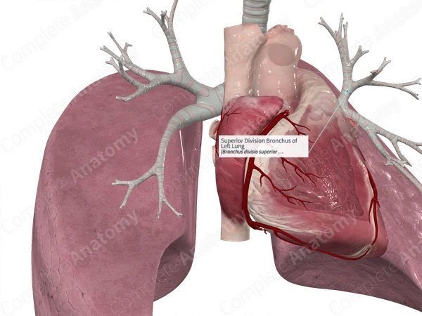 Superior Division Bronchus of Left Lung