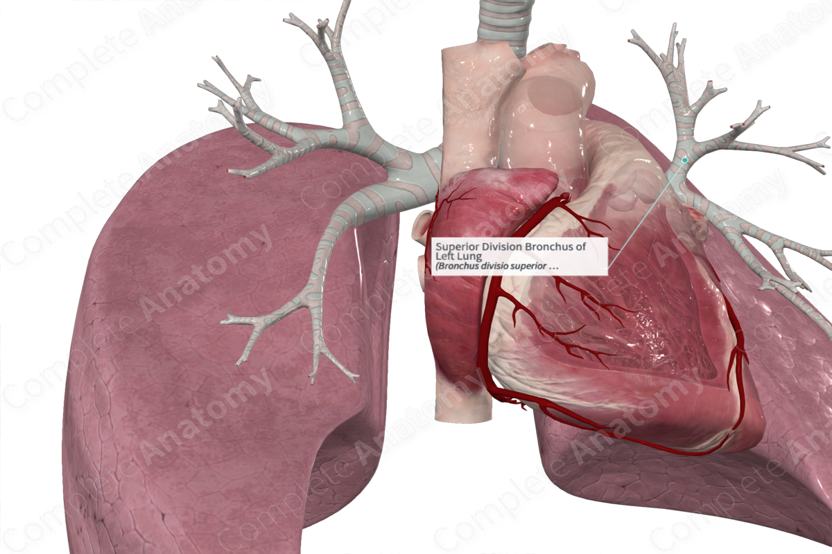 Superior Division Bronchus of Left Lung