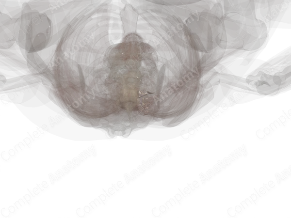 Costotransverse Joint (Left)