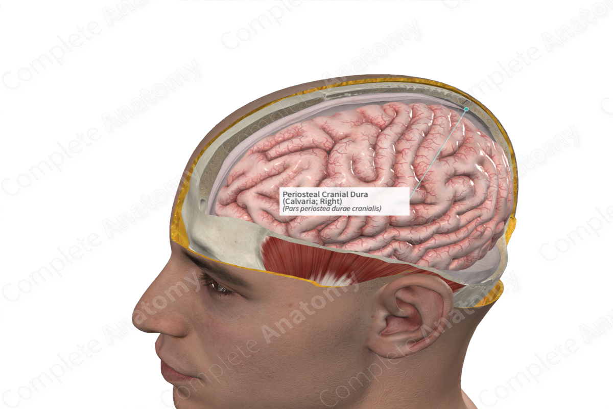 Periosteal Cranial Dura (Calvaria; Right) | Complete Anatomy