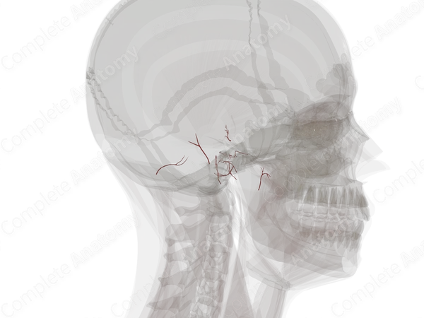 Arteries of Ear (Left)