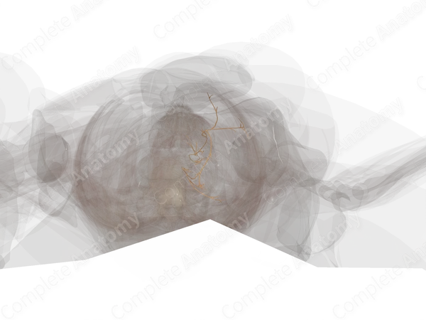 Deep Branches of Cervial Plexus (Left)