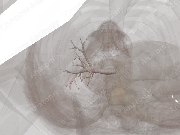 Bronchi of Right Lung
