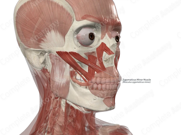 Zygomaticus Minor Muscle Nerve Supply Zygomaticus Minor Muscle Nerve Supply