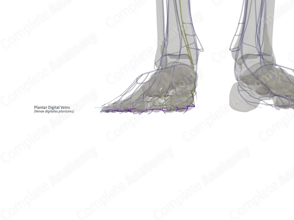 Plantar Digital Veins (Right)