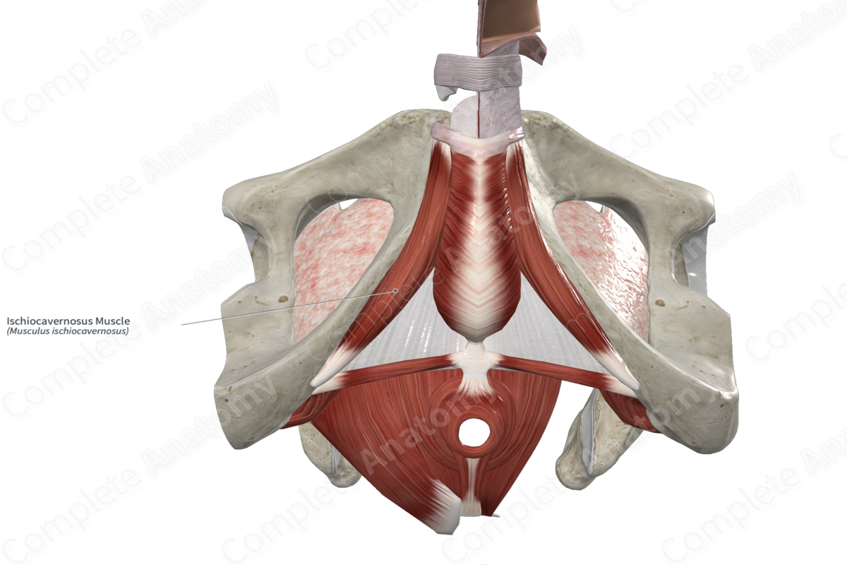 Ischiocavernosus Muscle 