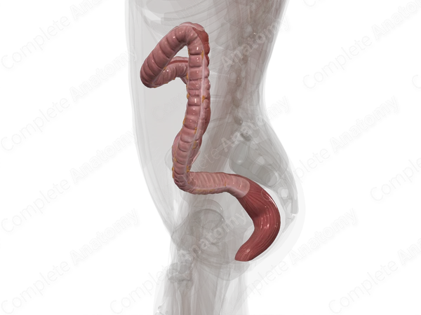 Large Intestine