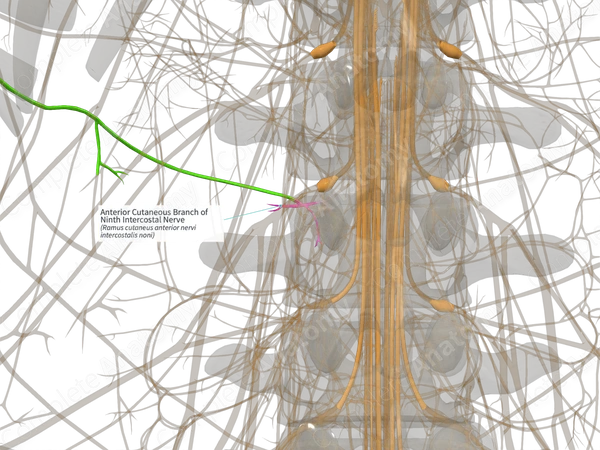 Anterior Cutaneous Branch of Ninth Intercostal Nerve (Right)