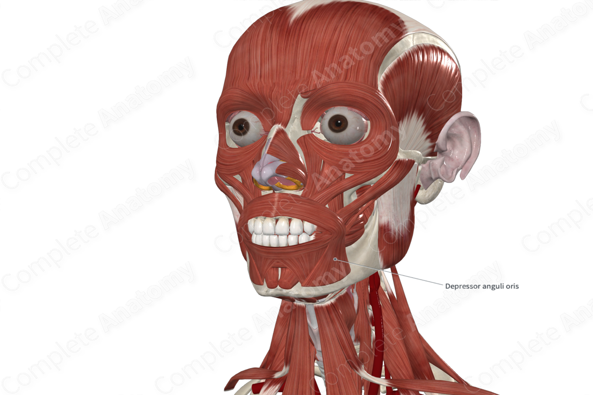 Depressor Anguli Oris 