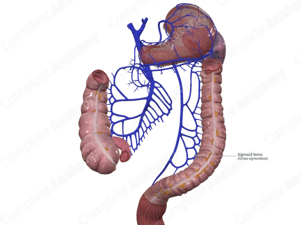 Sigmoid Veins