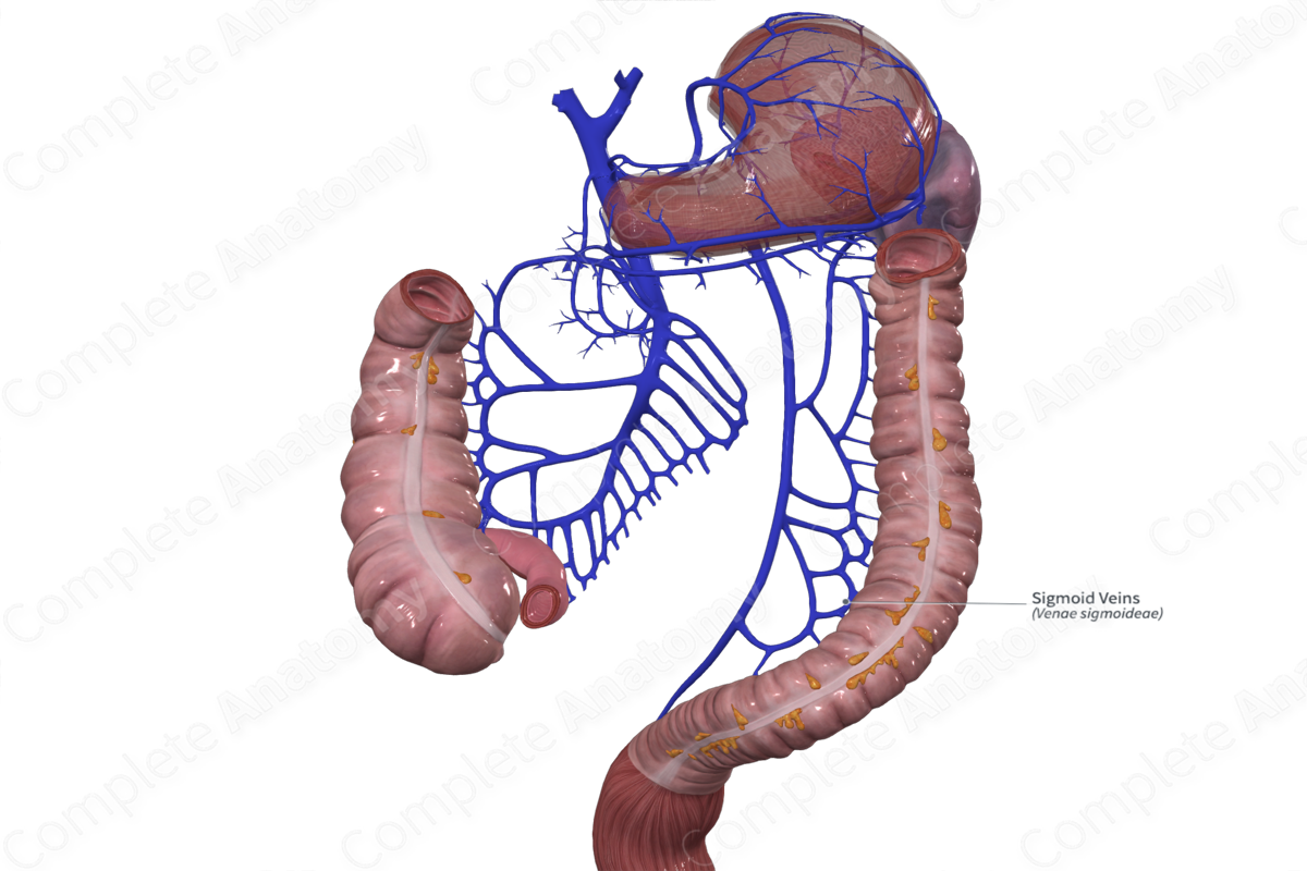 Sigmoid Veins