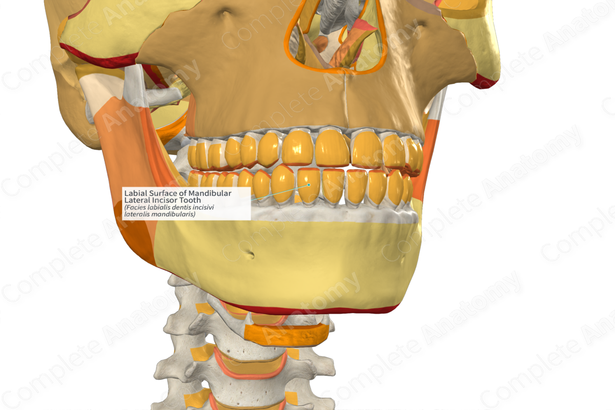 Labial Surface of Mandibular Lateral Incisor Tooth
