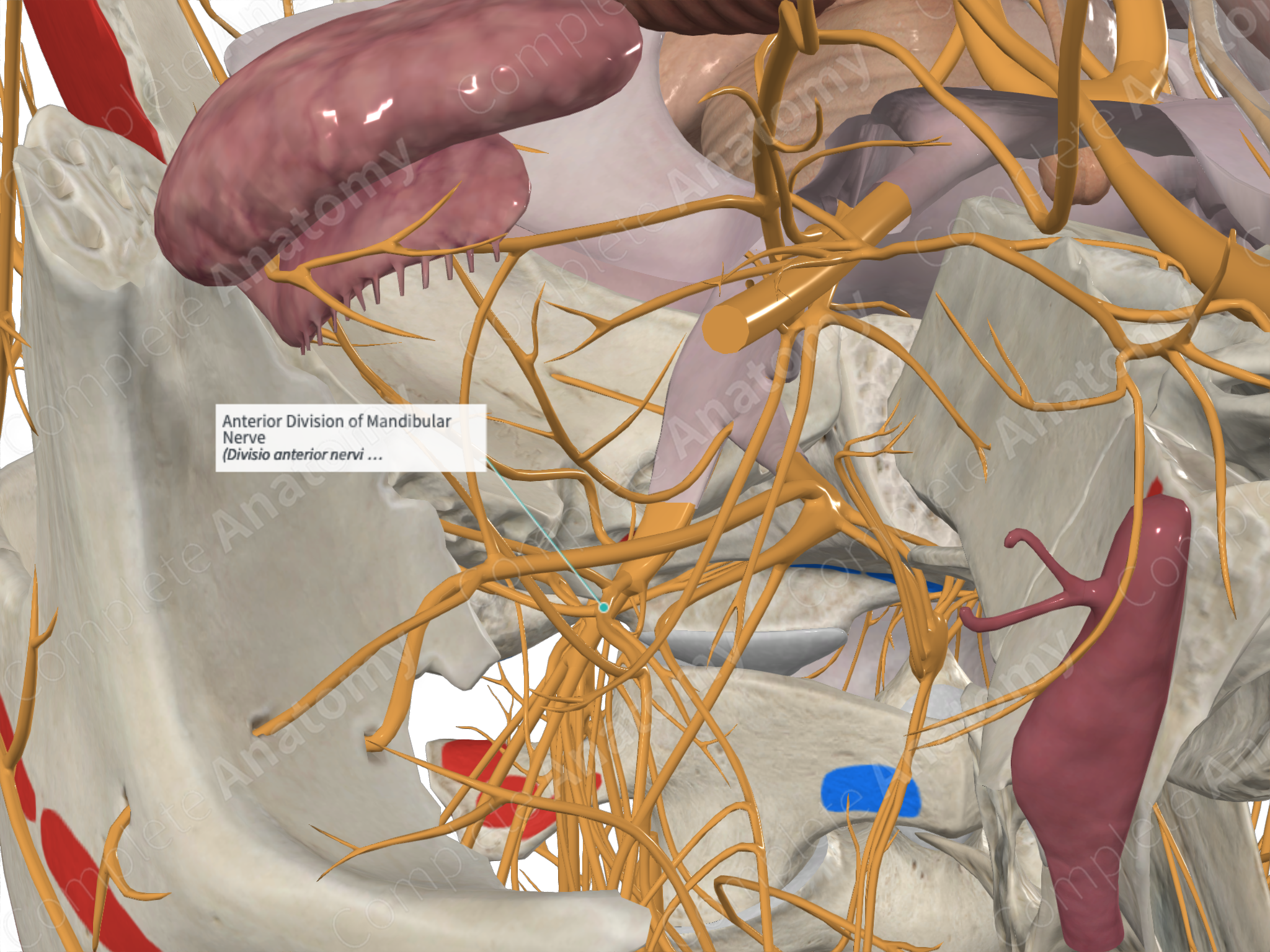 Branches of Mandibular Nerve - From the Trunk & Anterior division